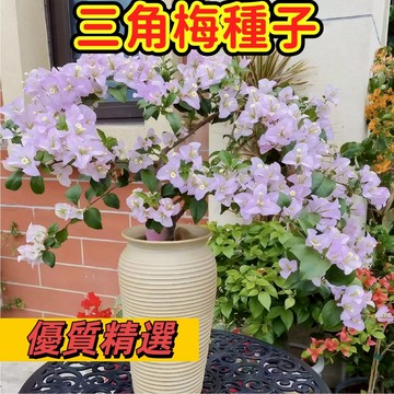 🌺【台灣現貨-隔日達】（新品三角梅種子）開花超美 四季開花 爬藤七彩 室內陽臺庭院觀賞風景樹 耐寒 新手易種植 多色可選
