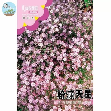 【原廠包裝】滿天星種子(Gypsophila (pink))2克裝 粉紅色花 夢幻花海必備 開花機器 蜜源植物 耐熱好種