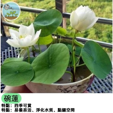 🪷佳美 多款可選水耕迷你荷花種子優選碗蓮種子 蓮花種子 睡蓮種子四季播種 水生植物 花盆水培盆栽