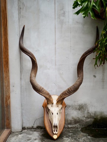 非洲大羚羊標本