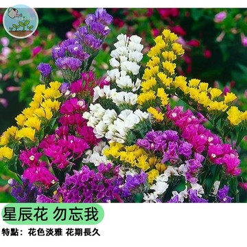 💜【永不凋謝的思念】星辰花/勿忘我種子 不凋花 乾燥花專用 花色持久 蜜源植物 陽台盆栽 花海景觀 新手易種 四季可播