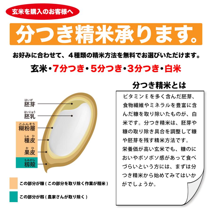 玄米 コシヒカリ 3kg 石川県産 3キロ 令和5年産 新米 大向さんのこしひかり