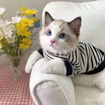 💯臺灣出貨💯免運💯夏季Ins寵物狗狗潮牌帥氣小奶英短布偶貓咪衣服兩腳衛衣四季 ZGAB