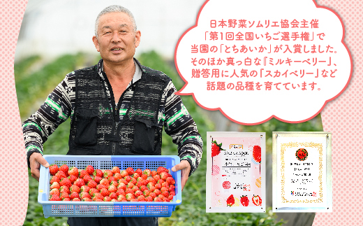 満足3種食べ比べセット（ミルキーベリー、スカイベリー、とちあいか）400g×2パック　800g ※2024年2月下旬～5月下旬頃に順次発送予定 ※着日指定不可