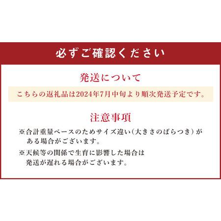 ふるさと納税 北海道産赤肉メロン2kg前後×2玉（2024年7月中旬から順次発送開始予定） 北海道旭川市