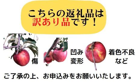 さんふじ 約5kg りんご リンゴ 林檎 長野 フルーツ 果物 信州産 長野県産 特産 産地直送 家庭用 おすすめ