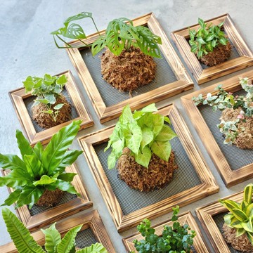 板植專區 / 上板植物 壁掛植栽 山蘇 常春藤 虎尾蘭 合果芋