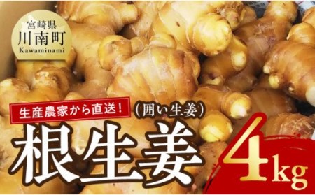 農家直送！ 宮崎県産根生姜（囲い生姜） 4ｋｇ