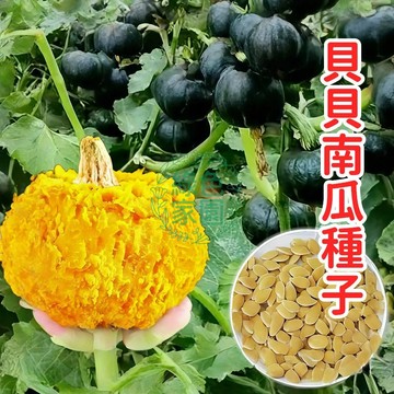 💥蝦皮熱銷💥【貝貝南瓜種子】四季播種  高產  粉糯香甜 栗子香氣 口感綿密香甜 陽台盆栽可種 家庭菜園