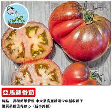 亞馬遜番茄種子 牛番茄 黑柿番茄 桃太郎 番茄苗 家庭菜園 陽台盆栽 蔬果栽培 自種食材 豐收果實 台灣適種 易栽品種