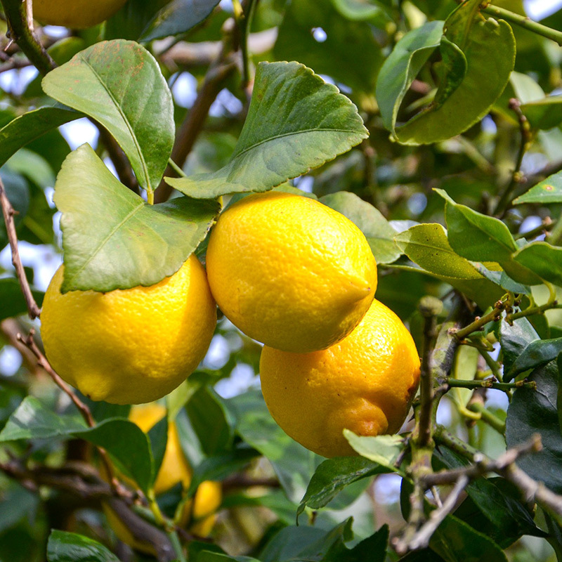 EA6012n_和歌山県産 完熟 レモン 7kg 皮までご使用いただける低農薬栽培!