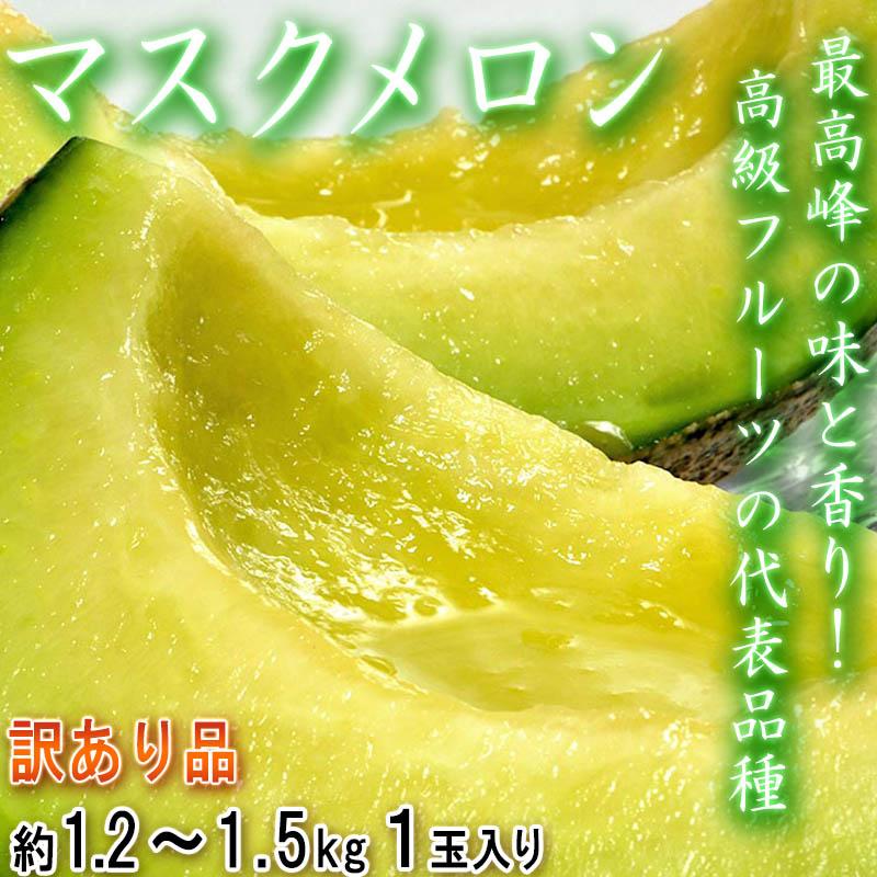 マスクメロン 1玉 約1.2〜1.5kg つるがない玉を含むため訳あり品 静岡県産 香り豊かで濃厚な甘さ！お得な価格の高級フルーツ