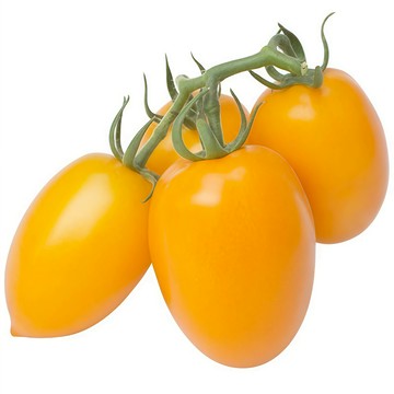 青禾園藝（黃水果番茄種子）FQ-26🍅黃羅馬番茄黃色大西紅柿生吃水果柿子盆栽果菜蔬菜種子#tomato