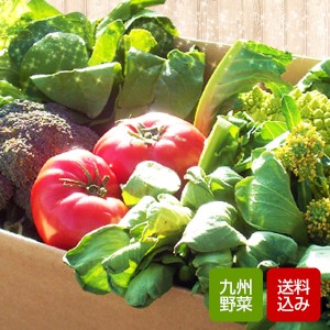 野菜セット 10-12品 野菜詰め合わせ 九州産 お歳暮 ギフト 誕生日祝い のし無料