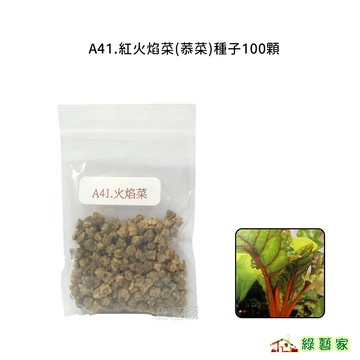 A41.紅火焰菜(菾菜)種子100顆(紅柄菾菜.紅火焰菜.甜菜.菾菜屬.葉炳紅色葉菜類種子【綠藝家】