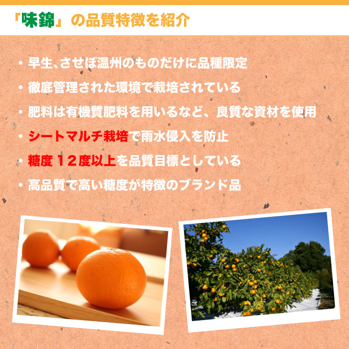 [予約 2023年11月1日-11月30日の納品] 味錦 10kg Mサイズ みかん 高糖度 長崎県産 JA島原雲仙 JA全農ながさき 産地箱 高品位 冬ギフト お歳暮 御歳暮