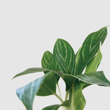 │ 方盆系列 │ 白馬粗肋草 - 空氣淨化 室內植物 水耕盆栽 無土