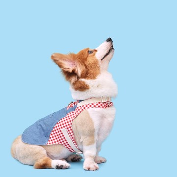 紅格牛仔吊帶褲 Among胸背衣 _ 狗衣服 貓衣服