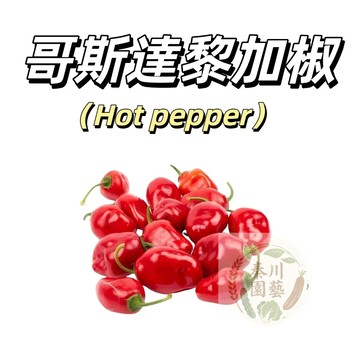 嘉義現貨（哥斯達黎加辣椒種子LJ-35）（中辣）非常熱且多汁 紅色Rocoto品種~稀有品種果菜種子#Pepper