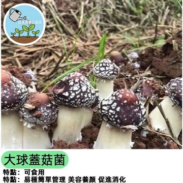 台灣現貨 大球蓋菇菌種子 鬆茸菇種子 家庭種植 室內盆栽 有機蘑菇 自種食材 DIY種菇 室內農場 輕鬆收成大球蓋菇菌種