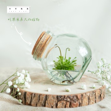 小室瓶栽 招財植物 風水擺件 銷售第一 陪伴你的食蟲植物 毛氈苔 不用照顧的室內植物 免澆水盆栽 180天滿意保證 最療癒的禮物選擇