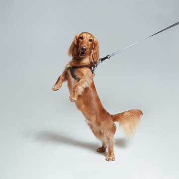 【 VERVVE 】Tail & Tale | 寵物胸背帶和狗帶 | 時尚配搭精品