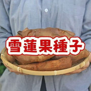 新鮮現挖【雪蓮果種子】地下水果  當季新籽 當年結果 產量高  庭院陽台農田種植 盆栽地栽  新手易種植 #超優惠