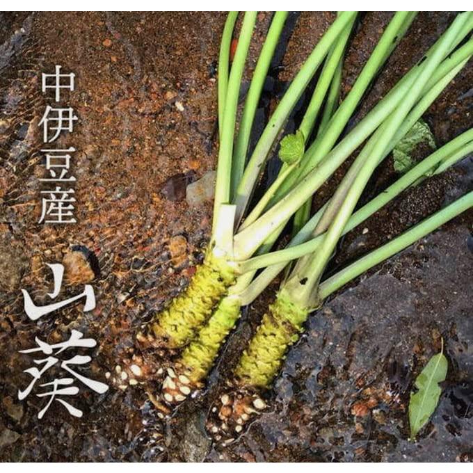 本わさび 生わさび 不揃い 伊豆産 2〜6本 100g