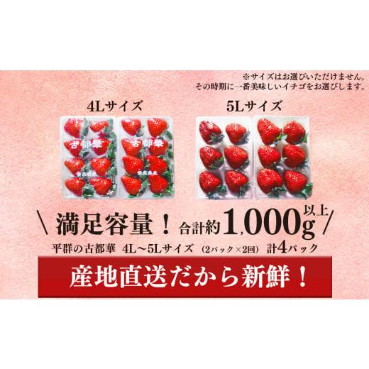 ふるさと納税 奈良県 平群町 いちご 平群の古都華 4L 〜 5L サイズ （2パック×2回）計4パック 扇田農園