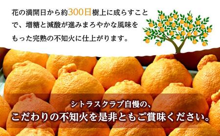 不知火（完熟栽培）樹上約300日　15玉〜28玉　5kg　赤秀品