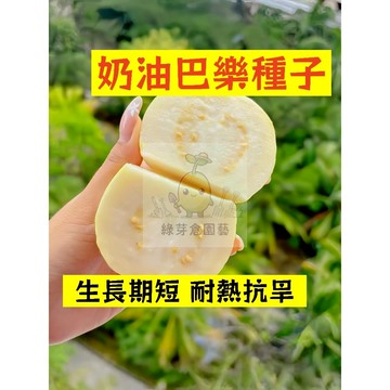 🌱四季可種（奶油巴樂種子BL-8）抗病耐寒 生長勢快 鮮甜軟糯 番石榴 抗病耐寒 高產 易種植 懶人庭院田園盆栽水果種子
