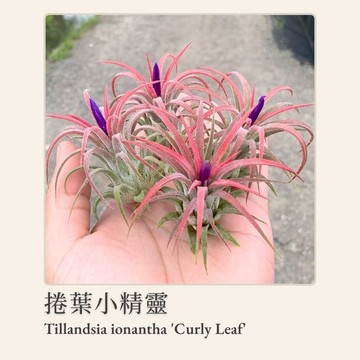 [狂買園藝] 空氣鳳梨 捲葉小精靈🧚‍♀️ 經典空鳳系列 /室內植物/雨林植物/送禮小物/婚禮小物/鹿角蕨/室內植物