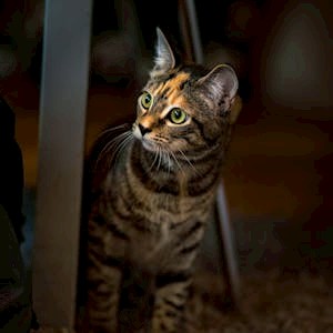 The Changing Status and Perception of Animals