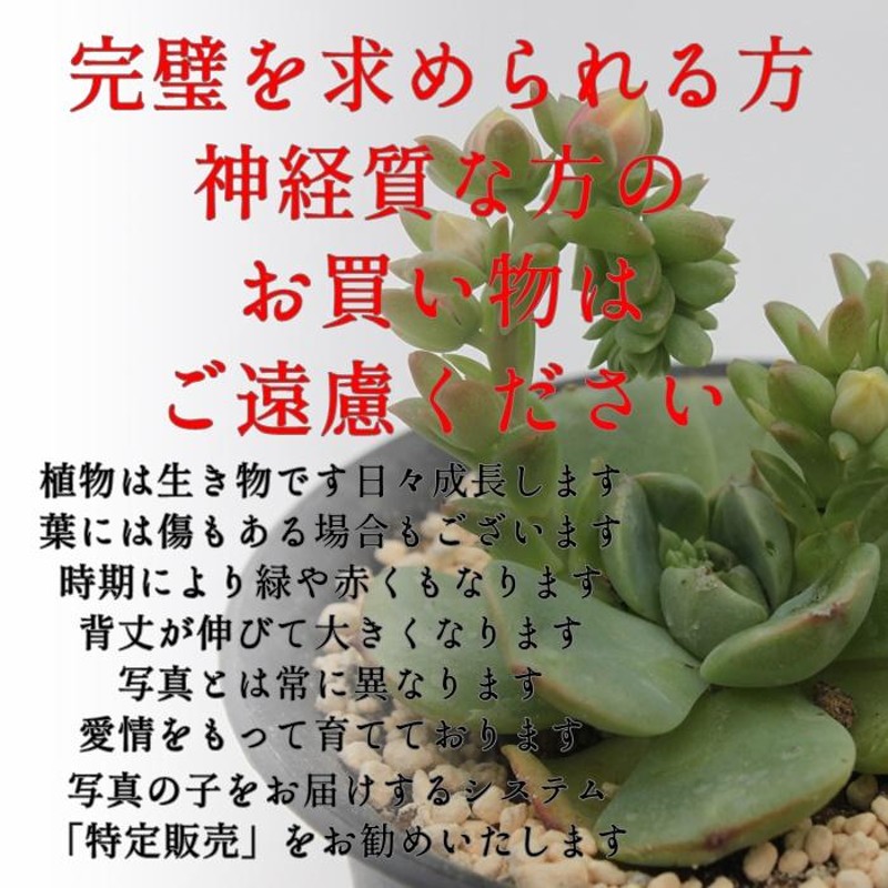 天狗の舞 2寸ポット クラッスラ 弁慶草科 多肉植物 根付苗 多肉激安 可愛い多肉植物 | LINEブランドカタログ