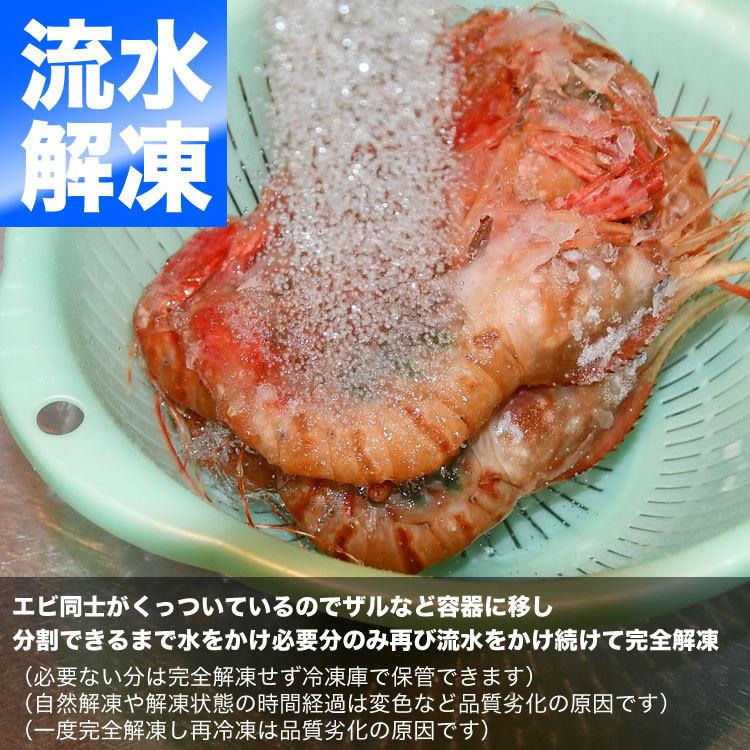 ぼたんえび ボタンエビ 1kg 約14尾 超特大（海鮮丼 手巻き寿司 チラシ寿司 刺身）