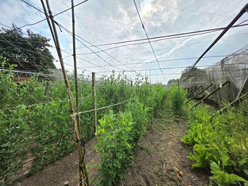 緊鄰新社高中｜面寬14米活路｜有水電漂亮農地｜台中市新社區國校段