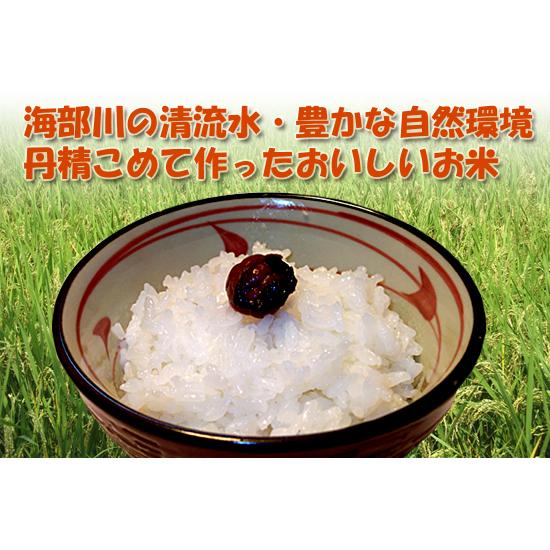 米10Kg 送料無料 特別栽培米 徳島県産 あわみのり 精米 令和5年産 新米