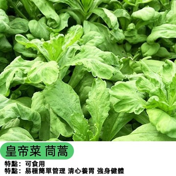 現貨 皇帝菜 茼蒿種子 四季種植菜園陽台蔬菜 小葉虎耳茼蒿 光杆茼蒿 火鍋菜 四季蔬菜 快收成 鮮嫩火鍋蔬 葉菜類種子