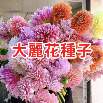 【大麗花種子】大理花 天竺牡丹 球根花卉 塊根 多色混合 重瓣大花 庭院盆栽 切花素材 適合台灣氣候 易種植 花期長
