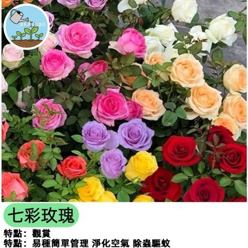 台灣現貨 藍色妖姬 香水玫瑰花種子 七彩玫瑰（超多品種可選）多年生 開花植物 易種 庭院陽台 盆栽花卉香氣濃郁