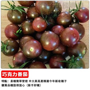 🍫巧克力櫻桃番茄種子 紫黑色小番茄 水果番茄種子 陽台盆栽可種 生吃超甜 家庭農場 療癒種植 產銷履歷