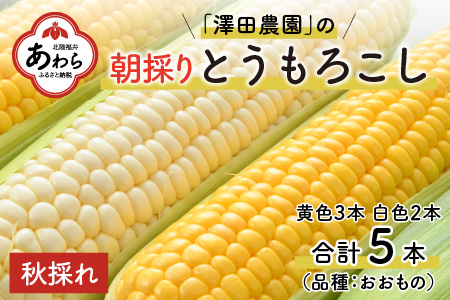 秋とうもろこし 黄色 白色 計5本 おおもの 朝採り ／ 期間限定 数量限定 ハウス栽培 産地直送 甘い ミックス スイートコーン 白い とうもろこし ホワイトコーン 野菜 あわら ※2024年10月10日より順次発送