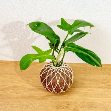 苔球植物 龍爪蔓綠絨苔球 苔玉 禮物 送禮 桌上盆栽