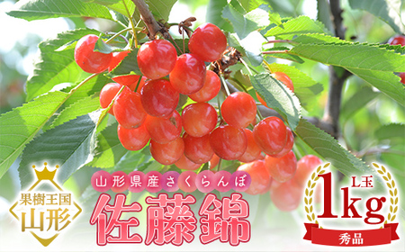 山形県産さくらんぼ 佐藤錦 秀品 L玉 1kg (500g×2パック) 化粧箱入り FSY-1092