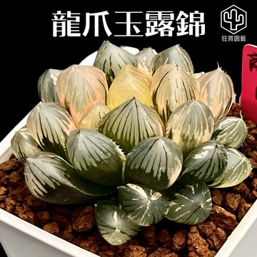 [狂買園藝] 多肉植物 龍爪玉露錦(極上斑) 3寸盆 /多肉錦/百合科/Haworthia/送禮小物/婚禮小物/