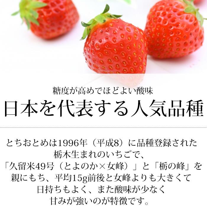 イチゴ 栃木県産 とちおとめ 又は とちあいか DX 2パック