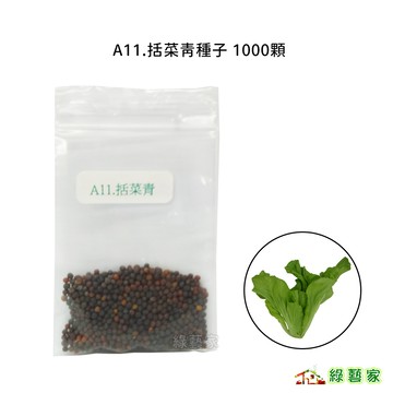 A11.括菜青種子1000顆(葉色淺綠，葉柄扁大筋細，纖維少，作為全年採收小芥菜用，適宜炒食)葉菜類種子【綠藝家】