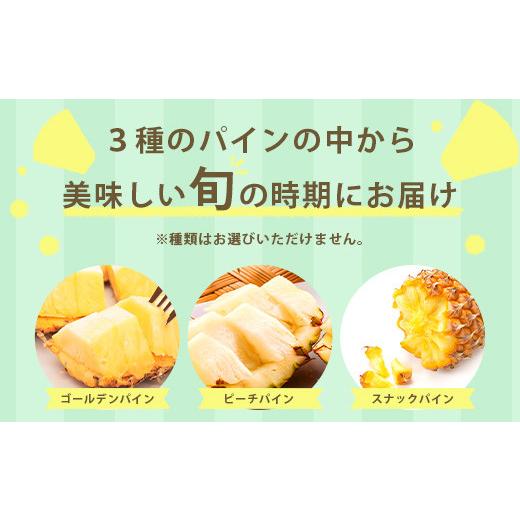 ふるさと納税 沖縄県 石垣市  石垣島産パイナップル　2〜6個　約3kg【ふるさと納税 パイナップル 産地直送 フルーツ 果物 沖縄県石垣市 石垣 沖縄 石垣市 石垣…