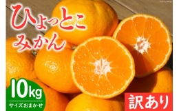 みかん 訳あり ひょっとこみかん  10kg《サイズおまかせ！》(青島 温州みかん) [黒田農園 宮崎県 日向市 452060247] ミカン 柑橘 フルーツ 果物