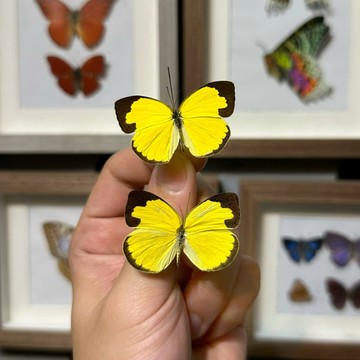 🦋黑緣黃蝶🦋蝴蝶 昆蟲 模型 乾貨三角紙包裝 #非活體 #類模型 #藝術品